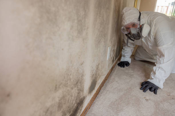 Mold Remediation for Vacation Homes in Succasunna, NJ